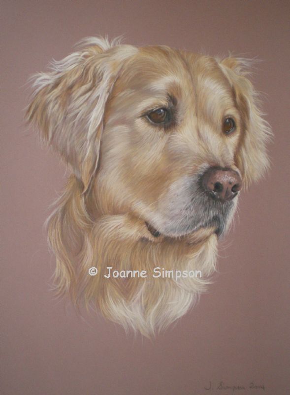 Golden Retriever portrait